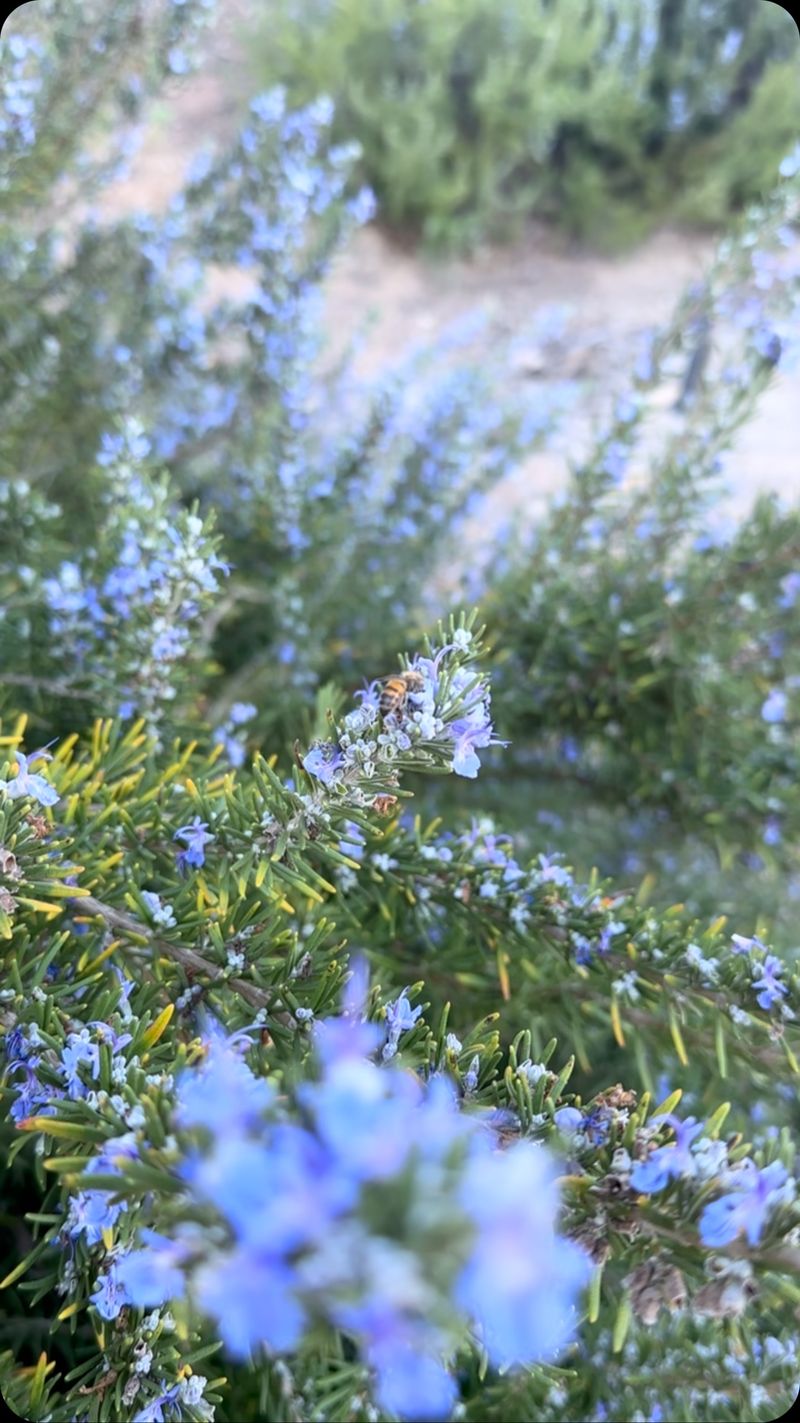 Grow Rosemary for Its Real California Benefits
