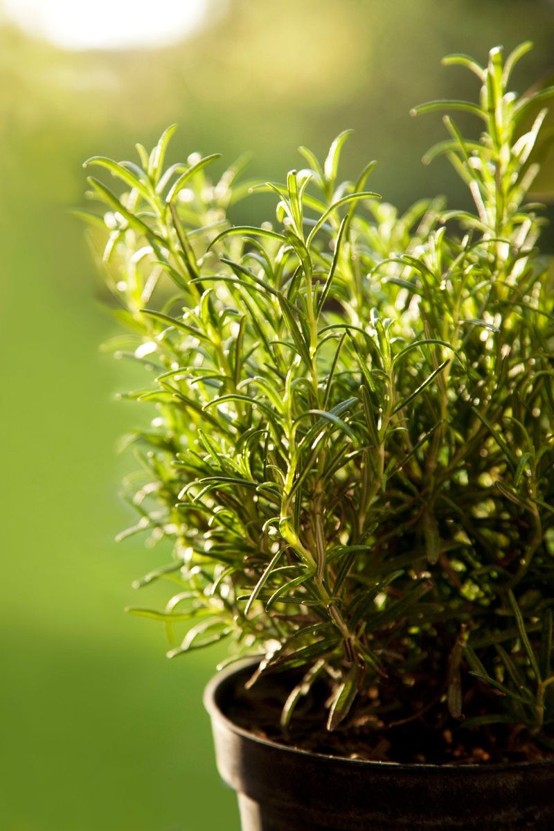 Grow Rosemary in a Sunny, Fast-Draining Container Grow Rosemary in a Sunny, Fast-Draining Container