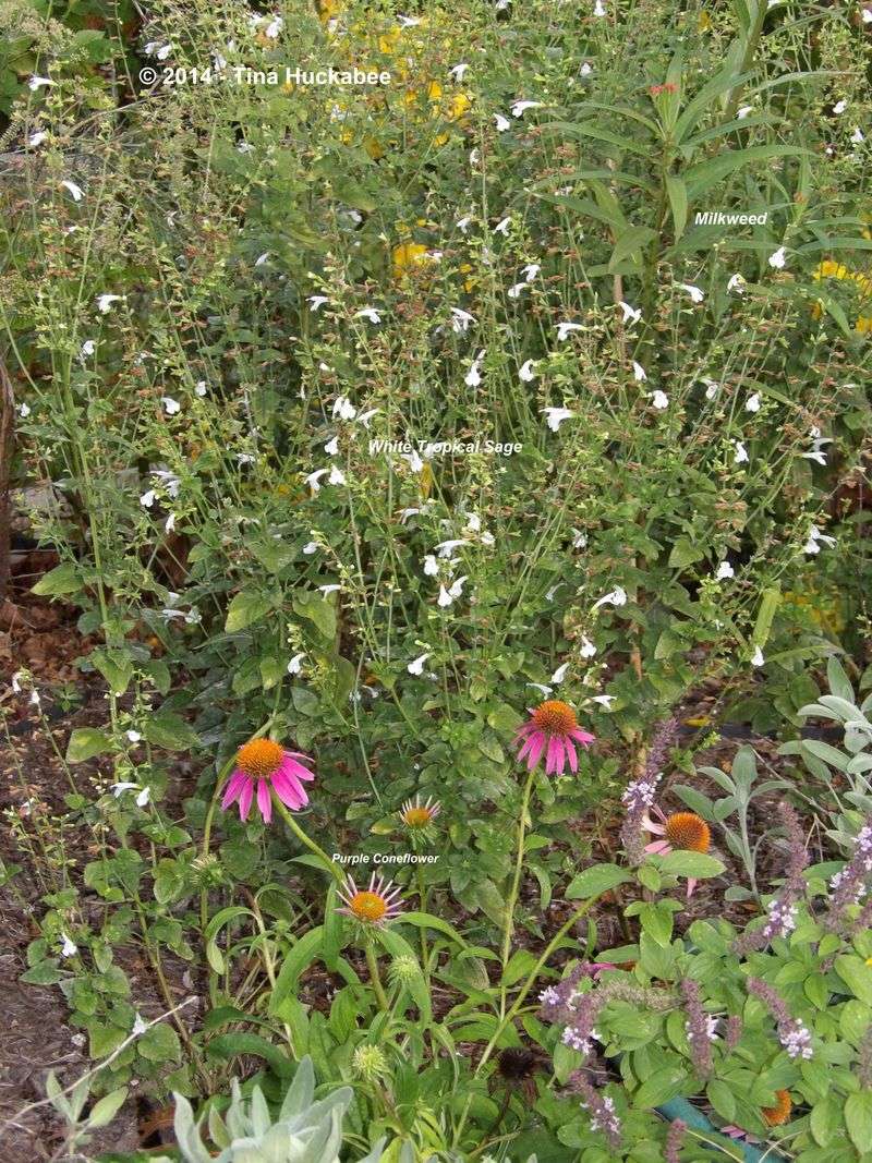 Grow diverse plants that provide seeds and insects
