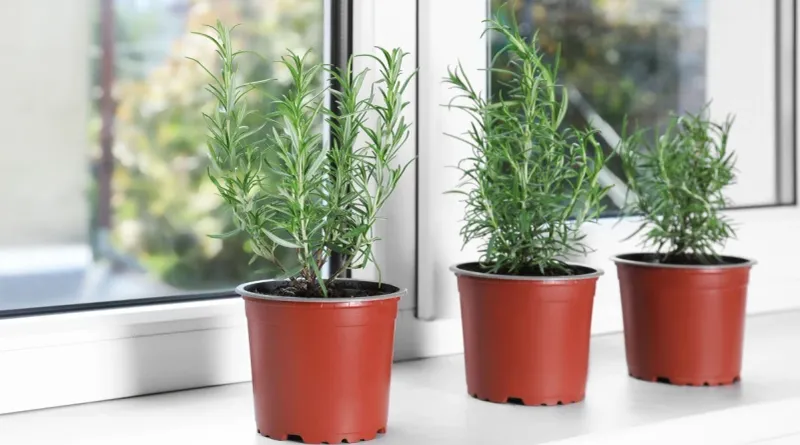 Grow rosemary for Central Texas porch conditions Grow rosemary for Central Texas porch conditions