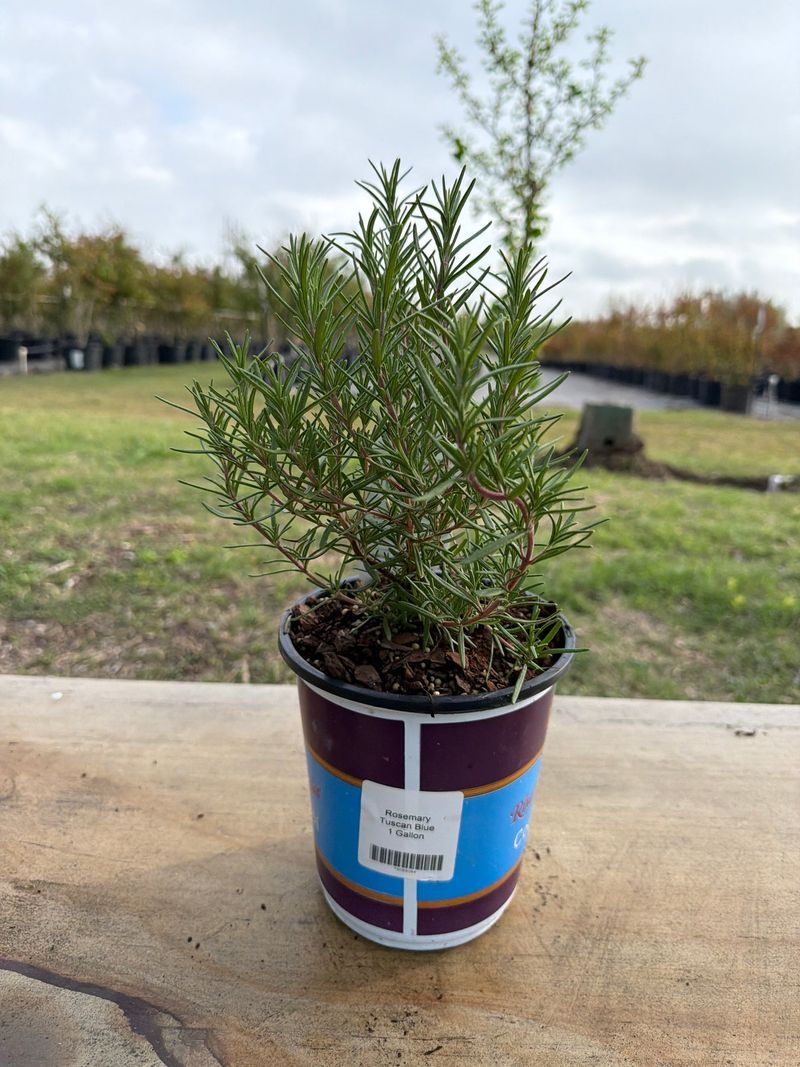 Grow rosemary for the landscape, not as a guarantee Grow rosemary for the landscape, not as a guarantee