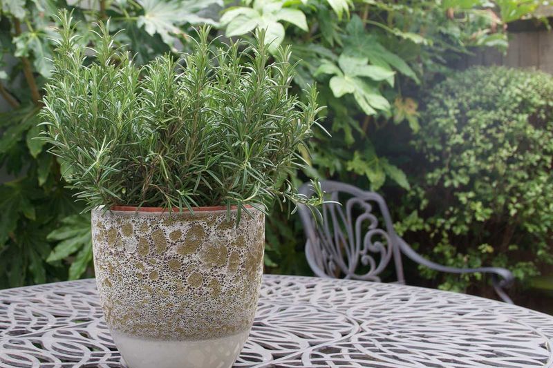 Grow rosemary for the porch, not as a pest promise Grow rosemary for the porch, not as a pest promise