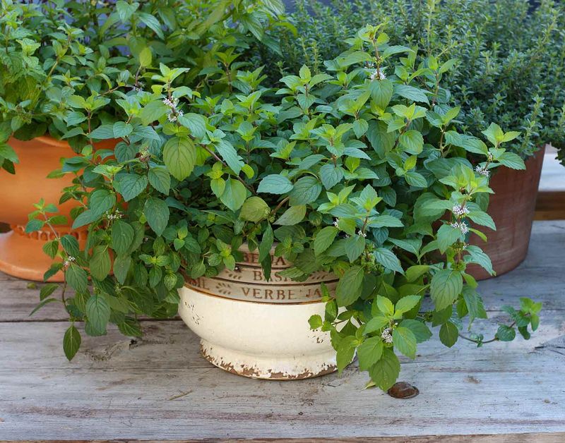 Grow spearmint in a container that can handle Texas heat