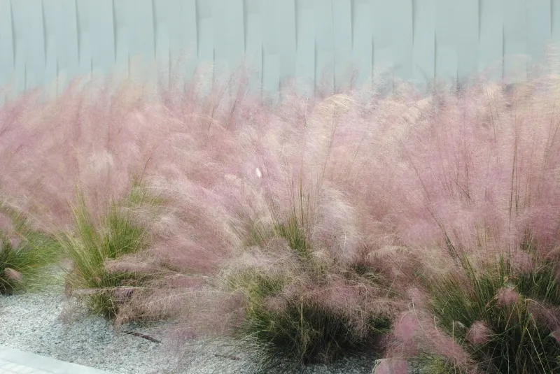 Gulf Muhly Gulf Muhly