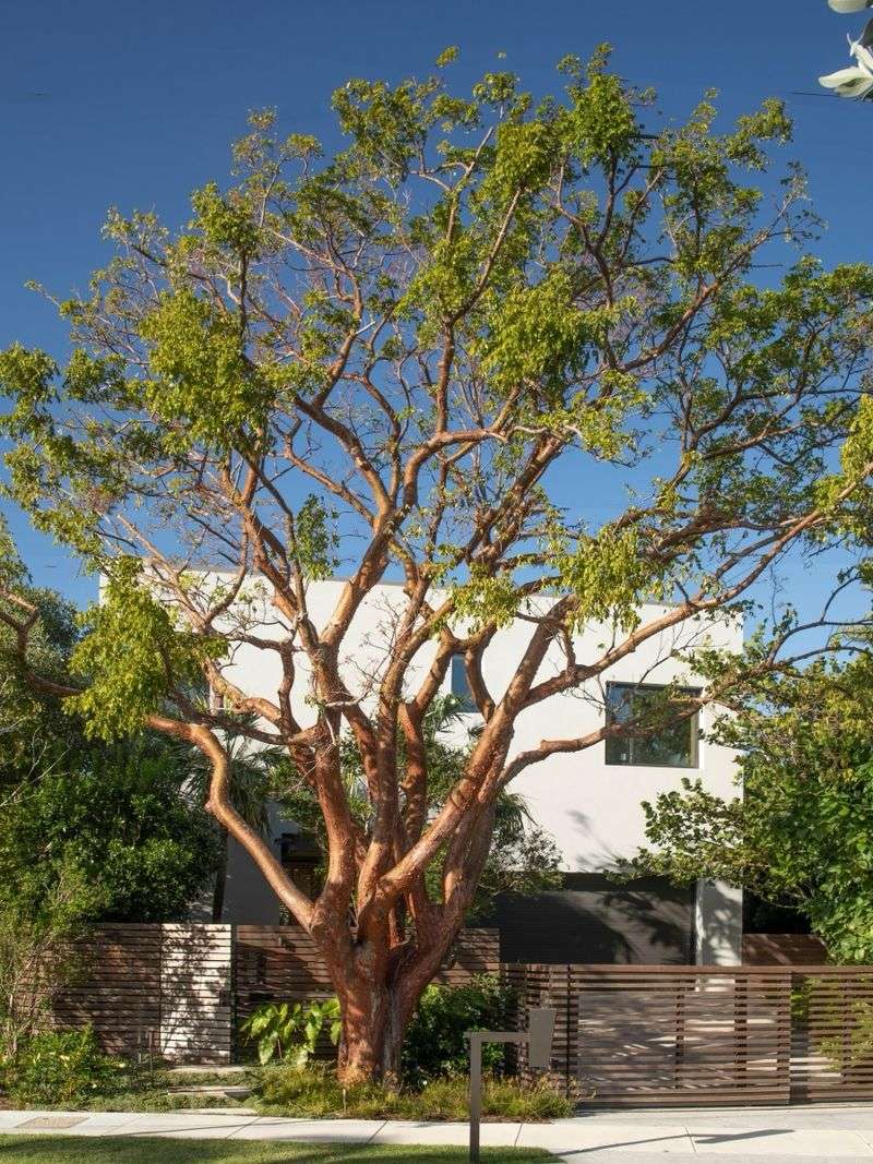 Gumbo Limbo Gumbo Limbo