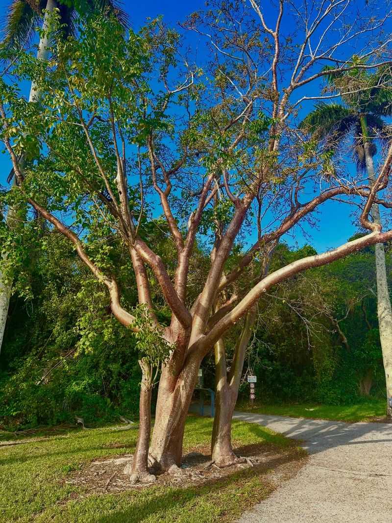 Gumbo Limbo