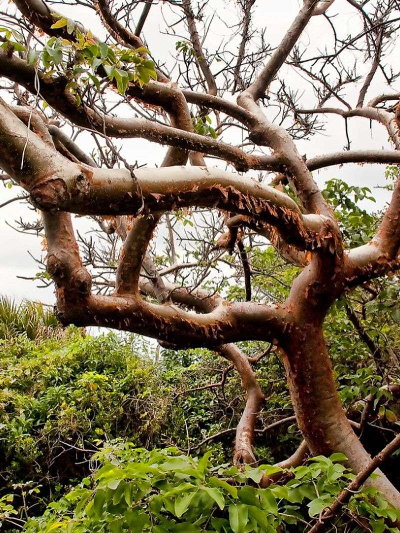 Gumbo Limbo
