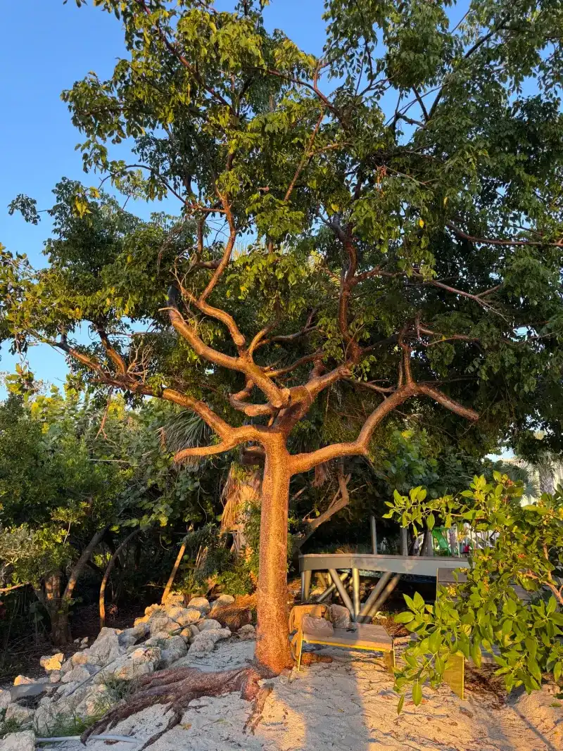 Gumbo Limbo