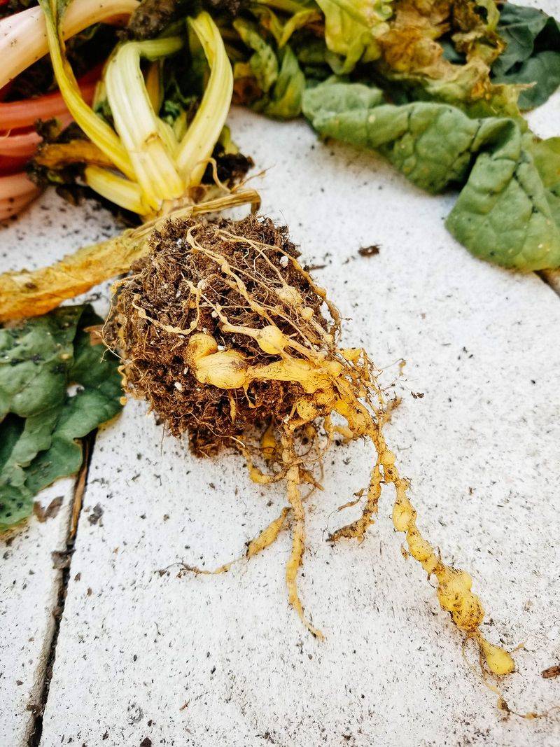 Hairy Roots Need a Closer Disease and Nematode Check