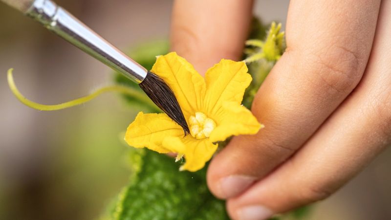 Hand-Pollinate Fresh Flowers When the Evidence Fits Hand-Pollinate Fresh Flowers When the Evidence Fits