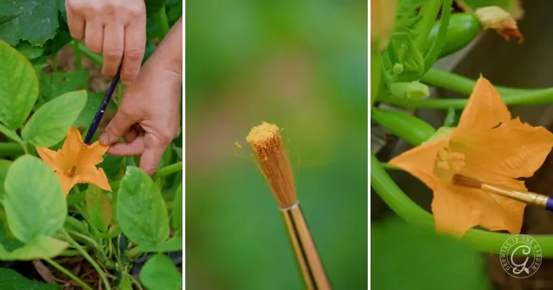 Hand-Pollinate the Next Suitable Female Flower