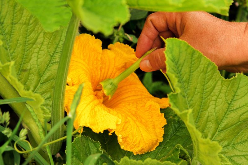 Hand-pollinate a fresh female bloom in the morning Hand-pollinate a fresh female bloom in the morning