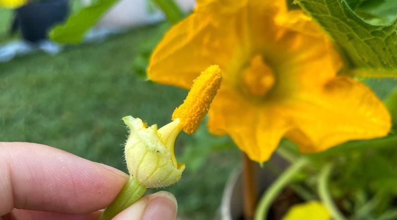 Hand-pollinate an open female flower