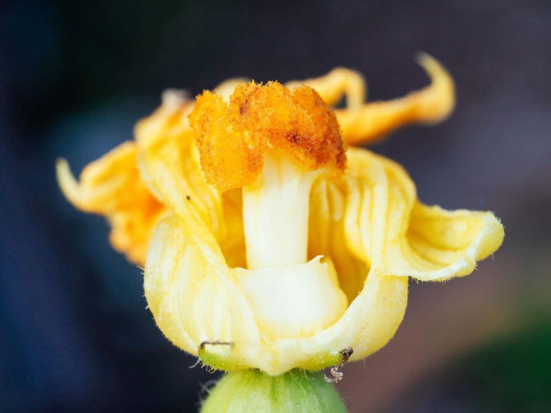 Hand-pollinate the next fresh female flower