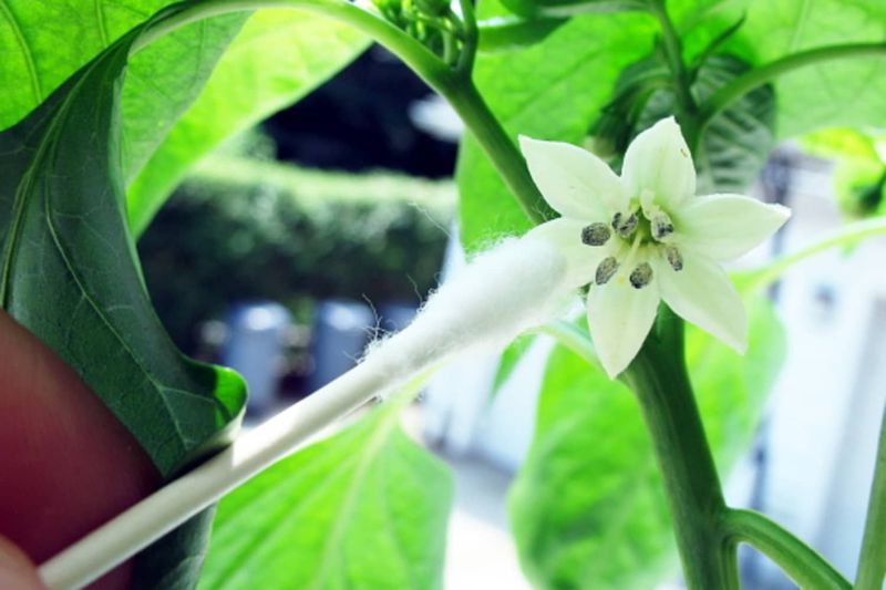 Hand pollination helps only after healthy flowers appear Hand pollination helps only after healthy flowers appear