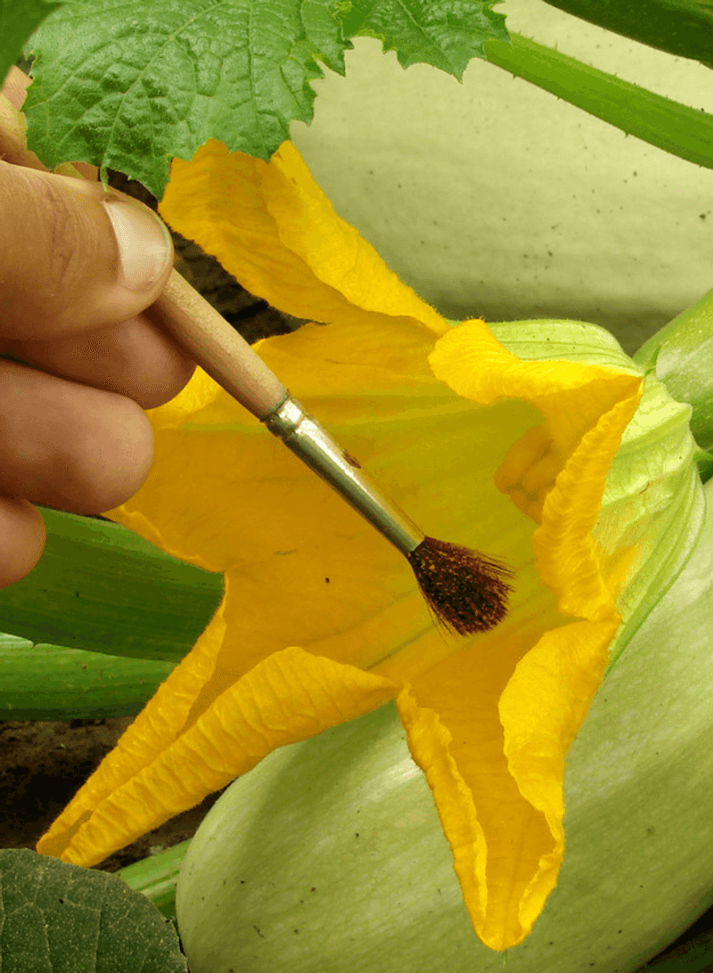 Hand-pollination tests whether pollen transfer may be limiting fruit set