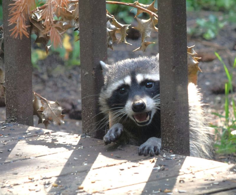 Handle a trapped animal as a safety and welfare problem