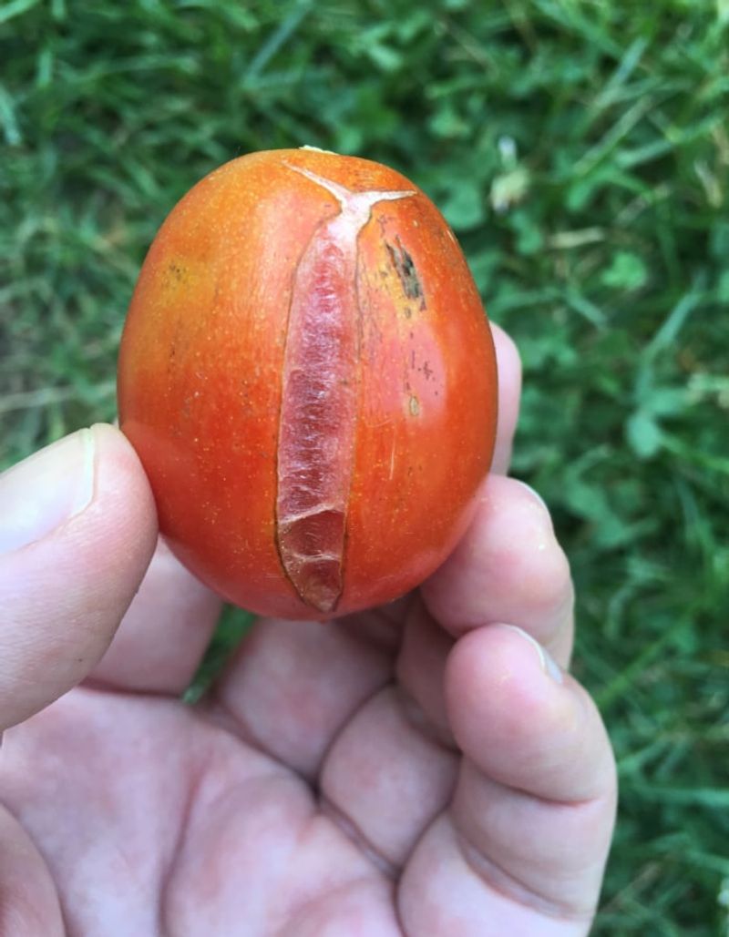 Handle cracked fruit before the wound turns into decay