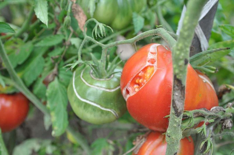 Handle cracked tomatoes cautiously and keep them out of home canning
