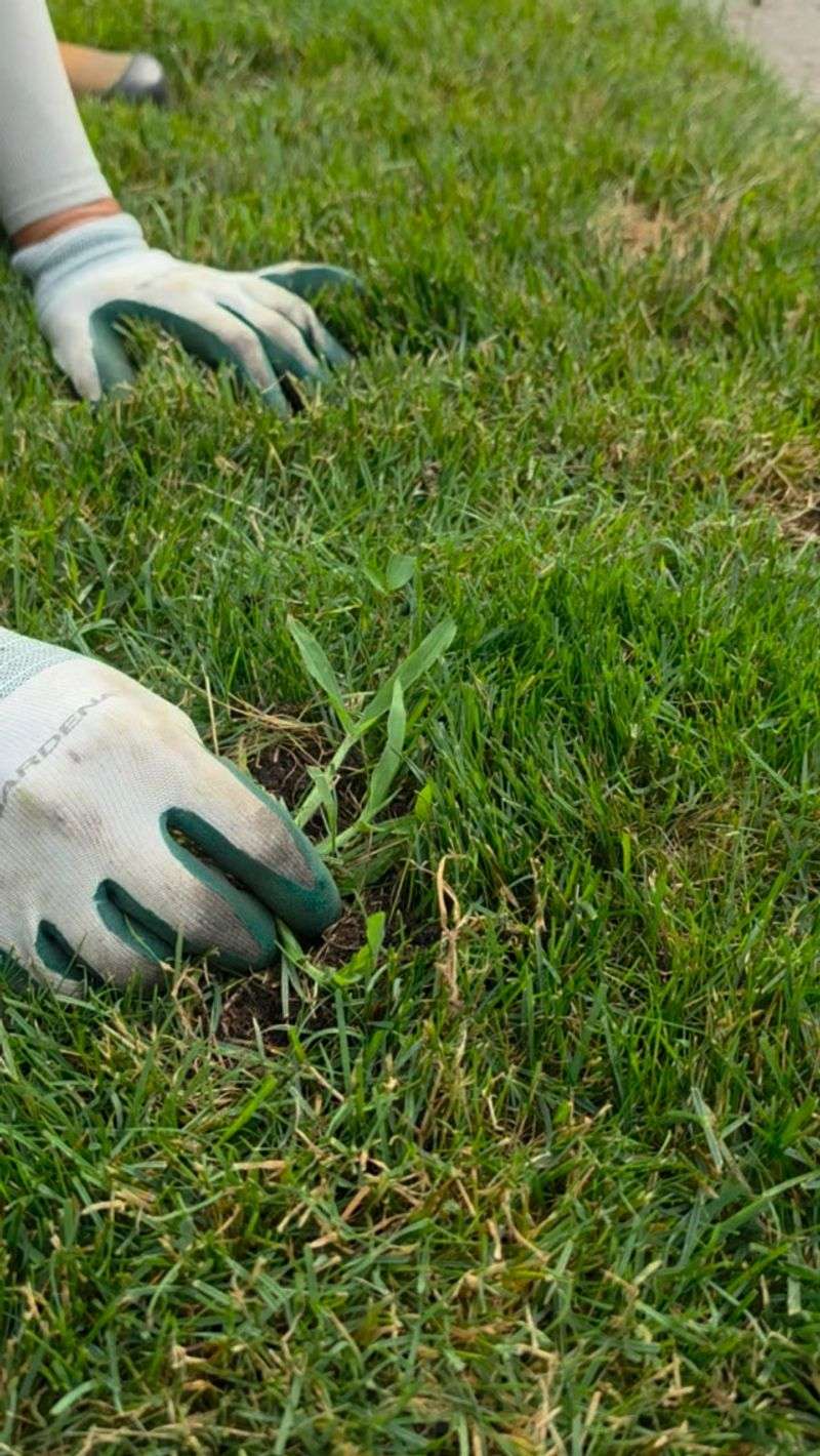 Handle existing crabgrass before it produces more seed