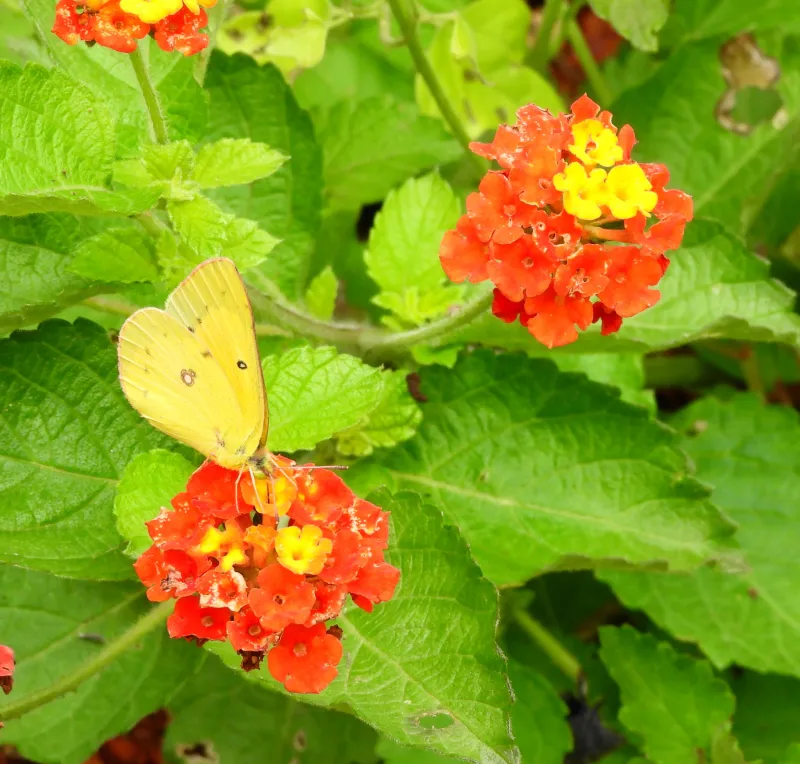 Handle lantana carefully and consider its wildlife role