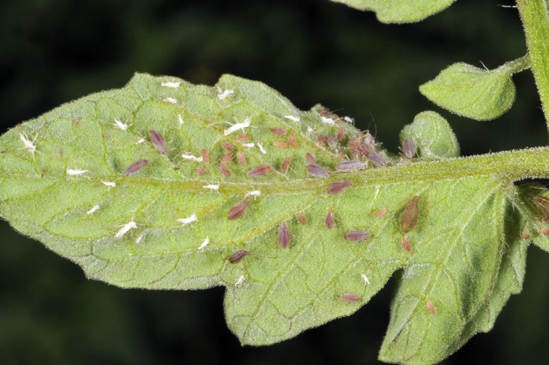 Handle serious aphid and grasshopper damage directly Handle serious aphid and grasshopper damage directly