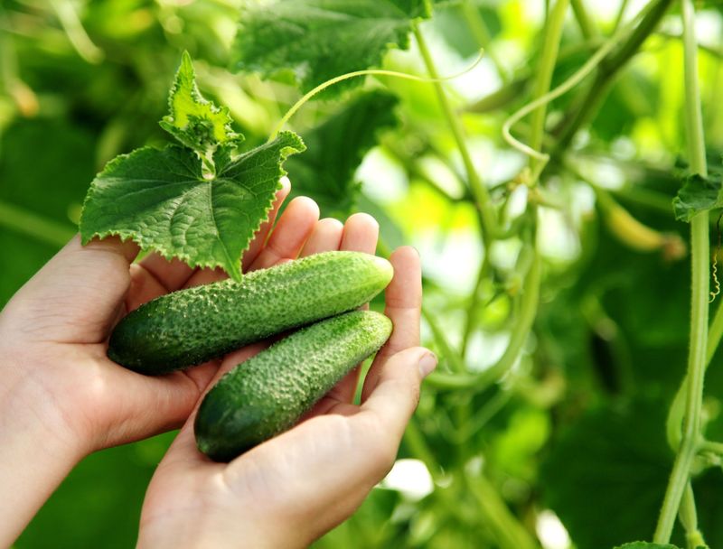 Handle strongly bitter cucumbers with caution