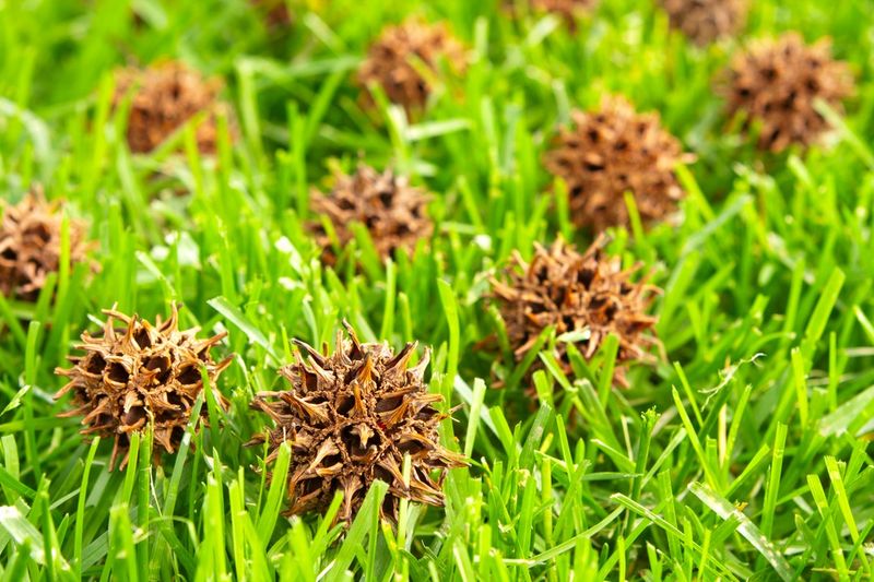 Hard seedpods can turn a familiar tree into a sidewalk problem