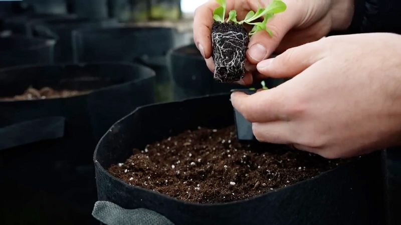 Hardening off helps plants handle the transition