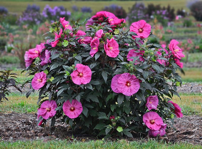 Hardy Hibiscus Hardy Hibiscus