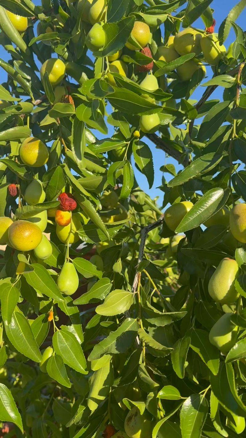 Harvest crisp or wrinkled fruit and control suckers