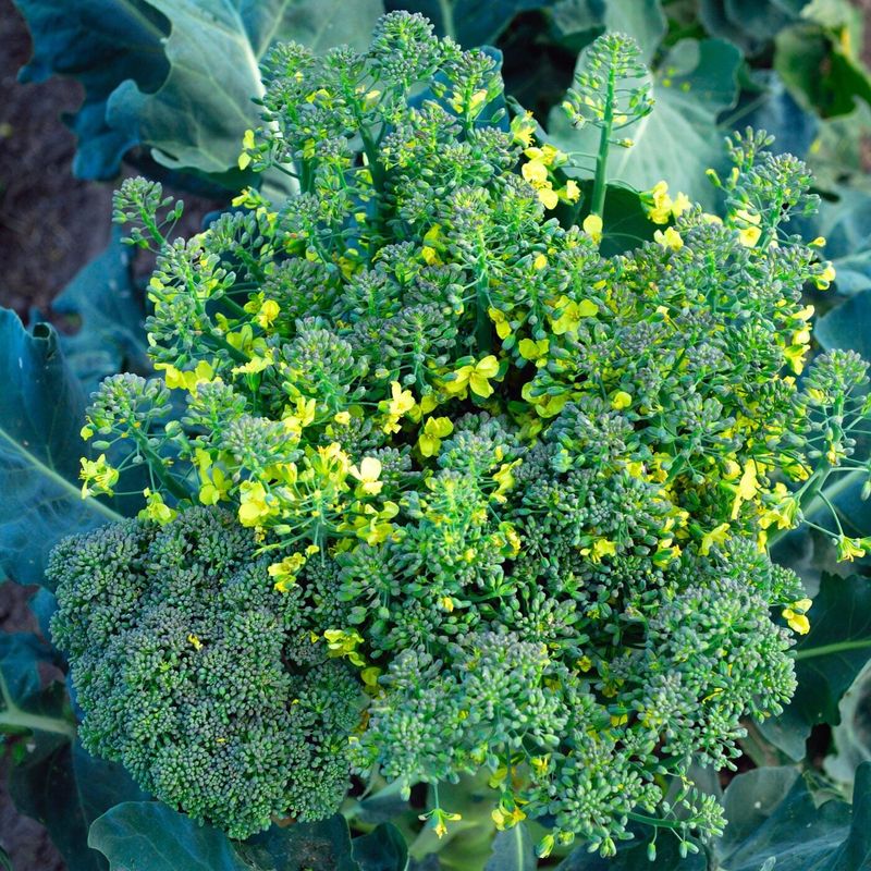 Harvest flowering broccoli before quality falls further