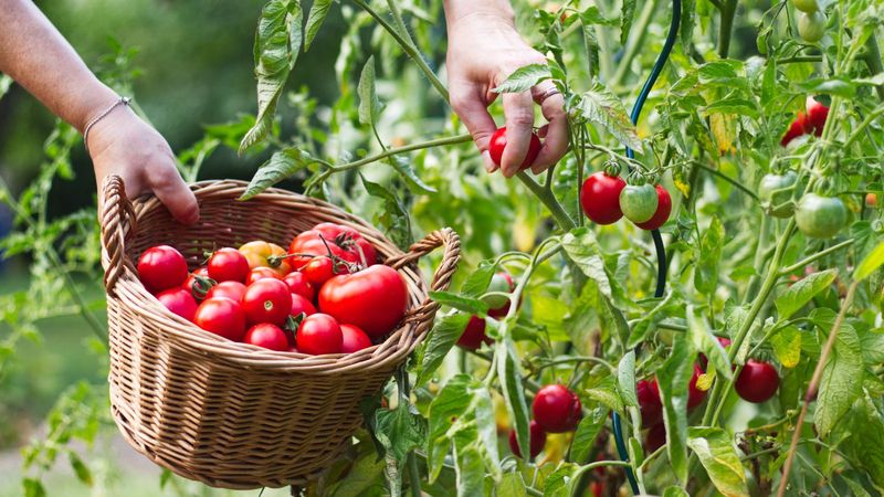 Harvest mature fruit before heat or damage takes it