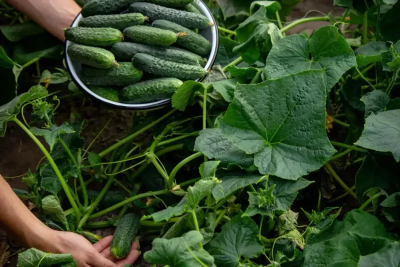 Harvest often and follow a diagnosis-first routine Harvest often and follow a diagnosis-first routine
