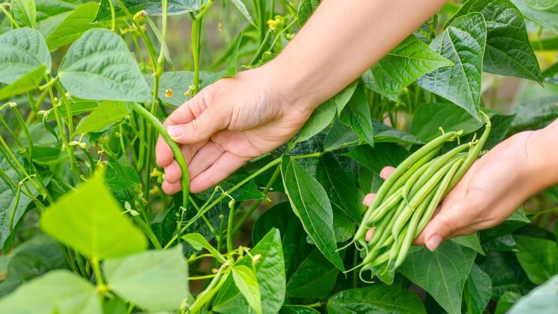 Harvest regularly once usable pods appear Harvest regularly once usable pods appear