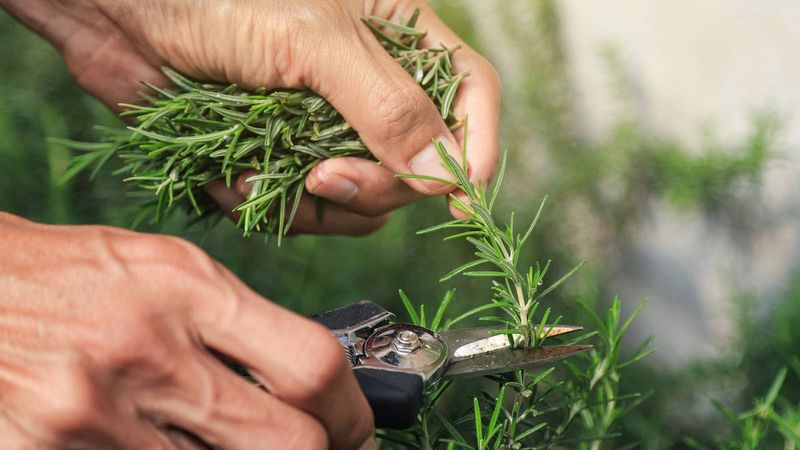 Harvest sprigs and prune without damaging woody stems