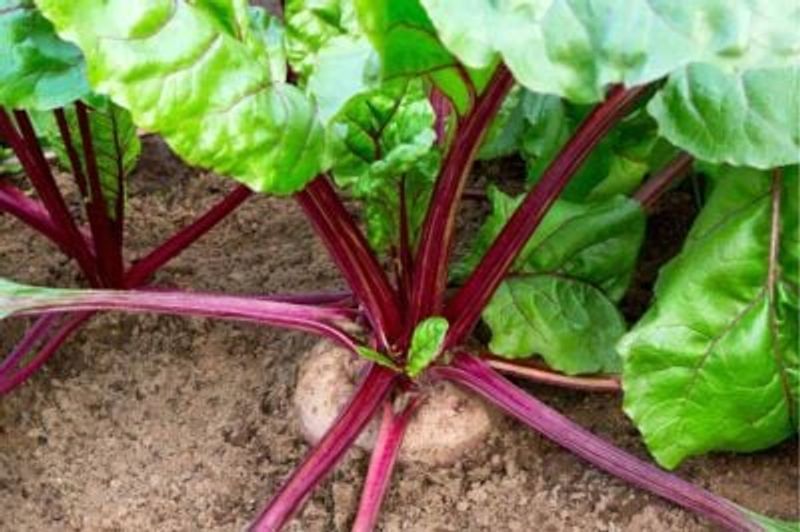 Harvest tender roots before severe freezing