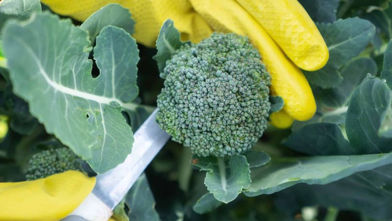 Harvest the crown to encourage more shoots