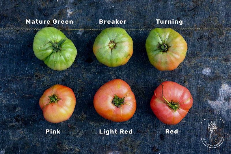 Harvest vulnerable fruit before late ripening increases cracking