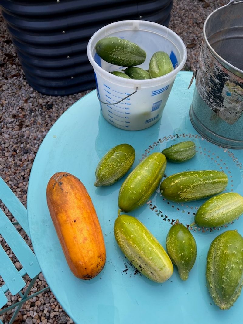 Harvest young fruit and discard distinctly bitter cucumbers