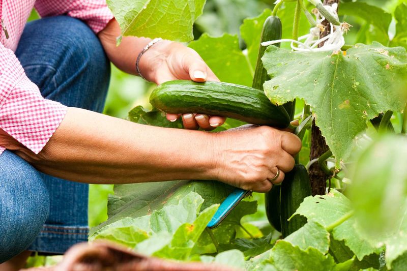Harvest young fruit and discard strongly bitter cucumbers