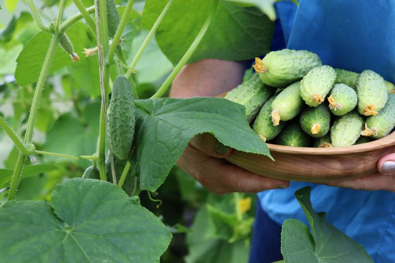 Harvesting often protects quality, but it cannot undo bitterness