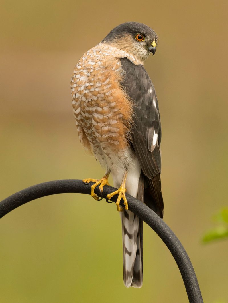 Hawks and Falcons