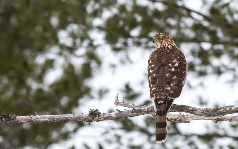 Hawks belong in the yard’s food web, not on a pest-control promise