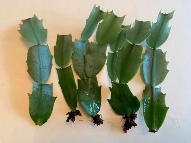 Healthy Stem Sections Can Preserve a Failing Plant