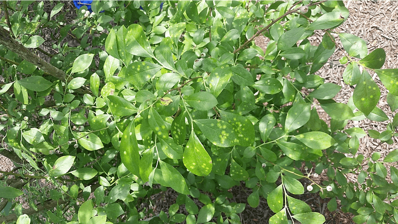 Healthy green leaves support the next crop