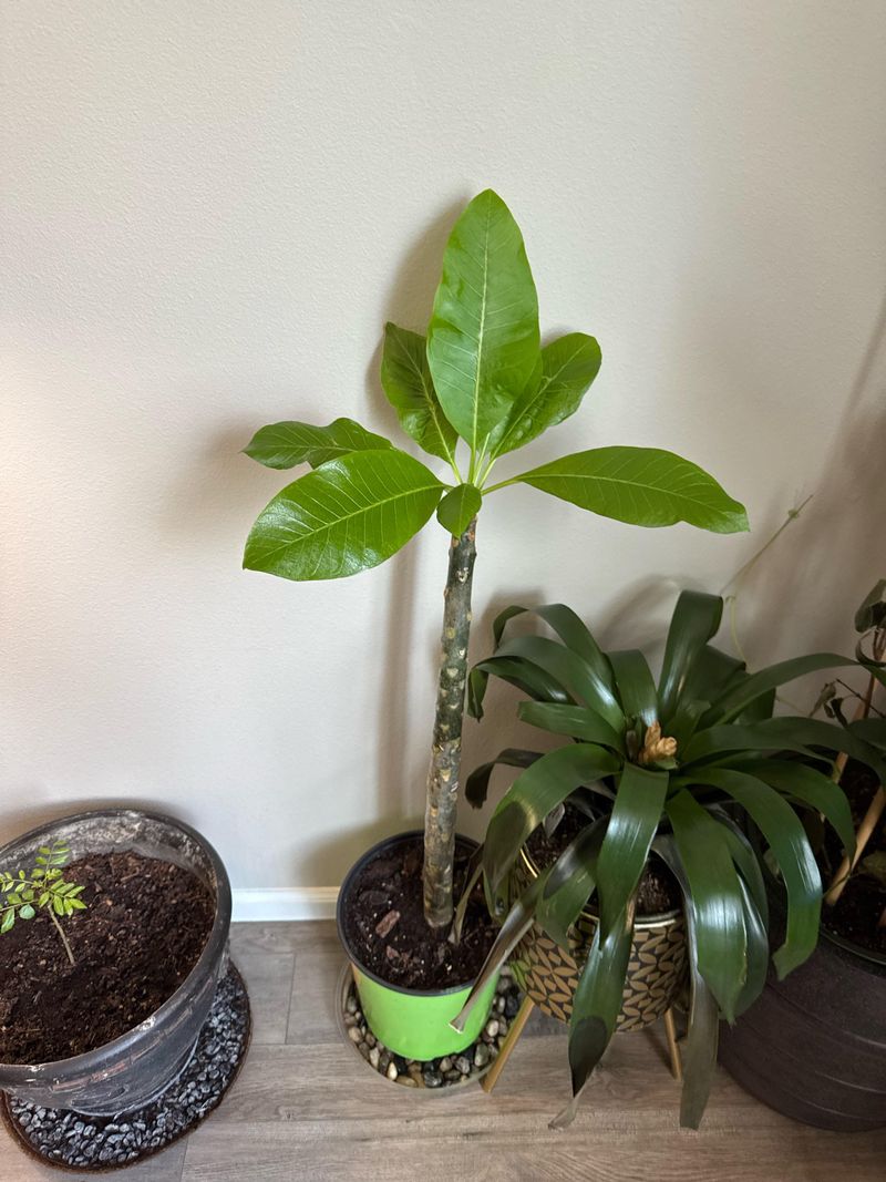 Healthy leaves and new growth show that the plant is still in season