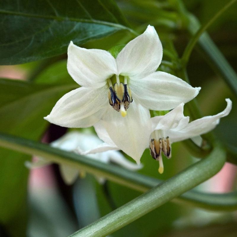 Heat Can Damage the Flower Before Fruit Appears Heat Can Damage the Flower Before Fruit Appears