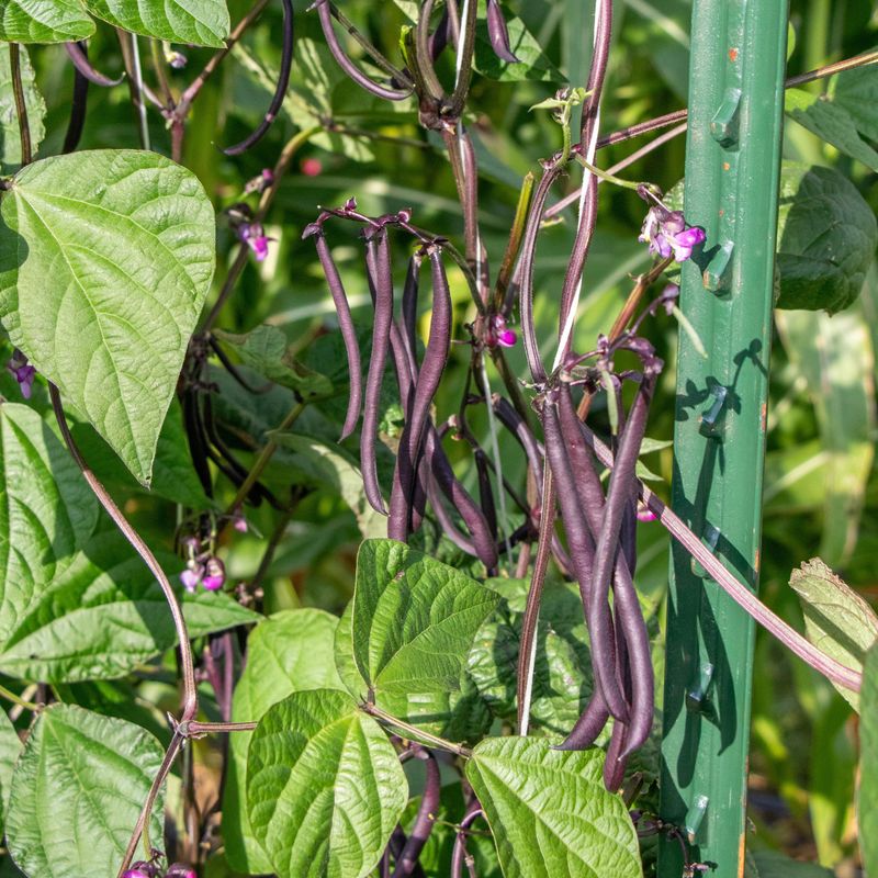 Heat Can Interrupt Flowering Even While the Vines Keep Growing
