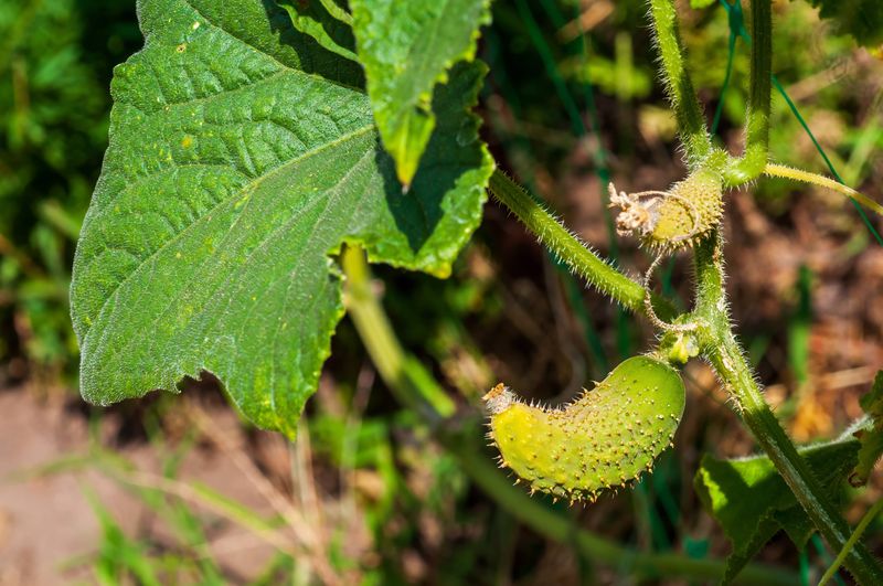 Heat Can Stall New Cucumber Seedlings Without Explaining Every Yellow Leaf Heat Can Stall New Cucumber Seedlings Without Explaining Every Yellow Leaf